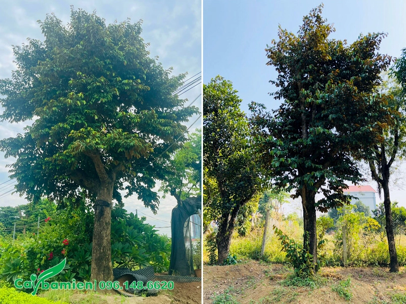 Những cây Vú Sữa cổ thụ đã được dưỡng ủ lâu năm, thân lớn và tán lá vững vàng