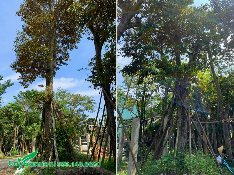 Những cây Vú Sữa công trình cao từ 6 đến 8m trong vườn dưỡng ủ, hàng cây thẳng đẹp và đều tán