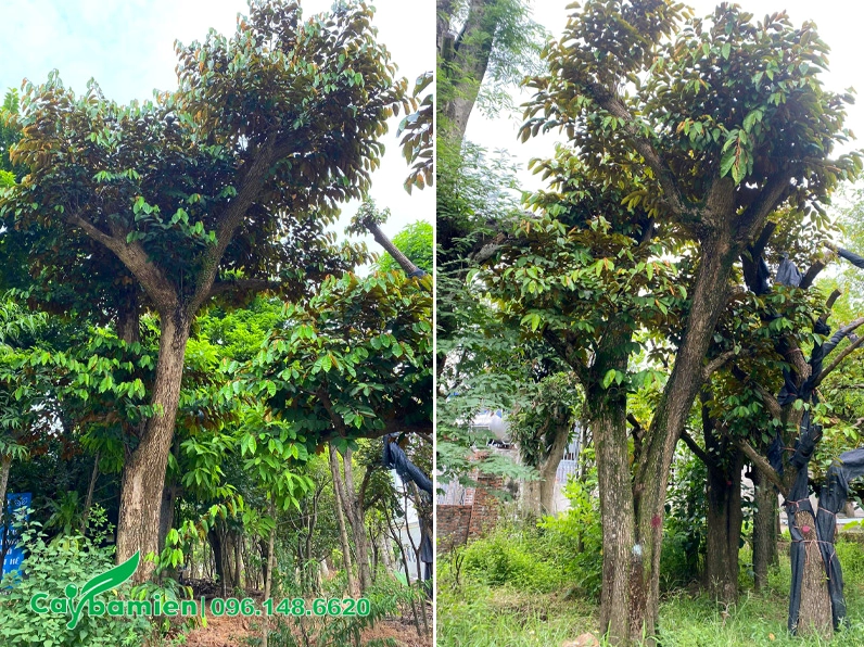Những cây Vú Sữa lâu năm cao từ 5 đến 7m với đường kính gốc từ 20cm trở lên, tán xanh rậm rạp