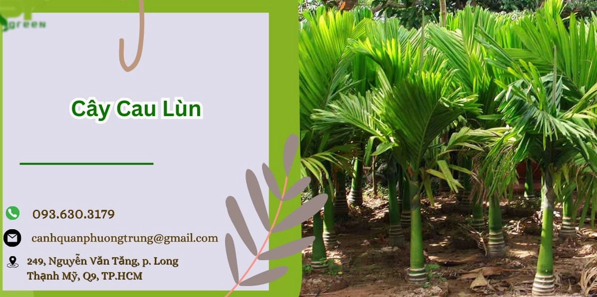 Những chậu Cây Cau Lùn xanh tốt được sắp đặt gọn gàng, phù hợp cho nhu cầu trang trí sân vườn tiết kiệm