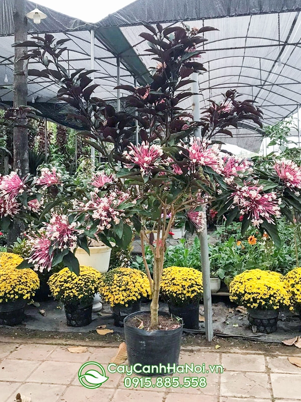 Những chậu cây hoa Thiên Phúc ngày Tết rực rỡ tạo nên khung cảnh tươi vui và đầy sức sống