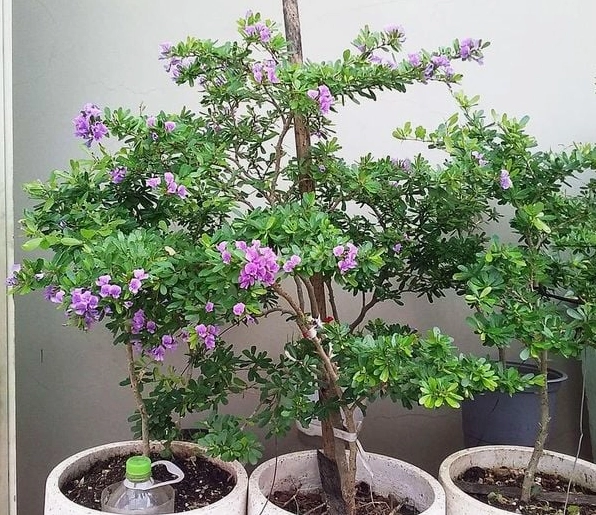 Những chậu Cây Linh Sam dễ di chuyển thích hợp sắp đặt nơi có nắng nhẹ và thoáng gió