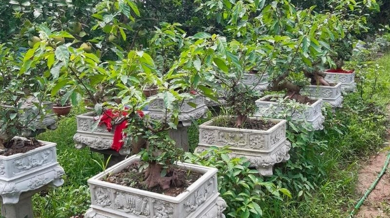 Những chậu cây sung bonsai đẹp đặt nổi bật trong không gian sân vườn thanh nhã
