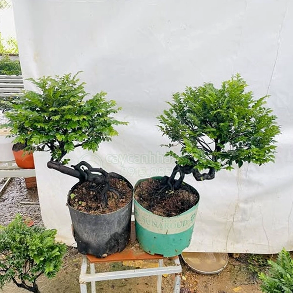 Những chậu Cây Tùng Đen đẹp được sắp đặt ngay ngắn tạo nên khung cảnh xanh mướt đầy sức hút