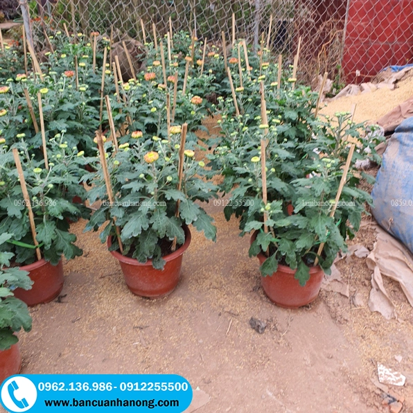 Những chậu cúc đại đóa được chăm khỏe, sẵn sàng đưa tới tay người yêu hoa