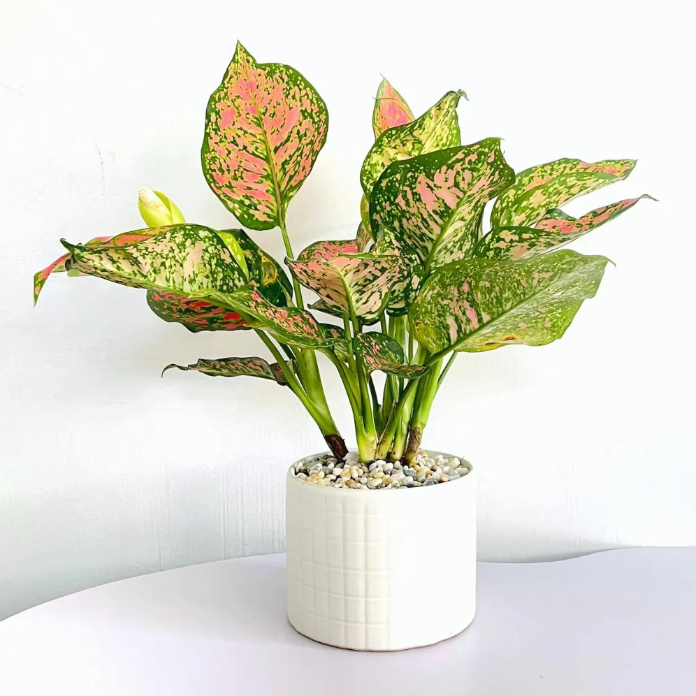 Những chiếc lá Cây Vạn Lộc mềm mại điểm tô không gian sống thêm năng động