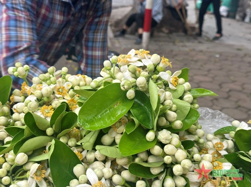 Những chùm Hoa bưởi trắng tinh khôi rung nhẹ trong gió tháng Ba, gợi cảm giác dịu dàng và ngọt ngào của mùa hoa đầu năm