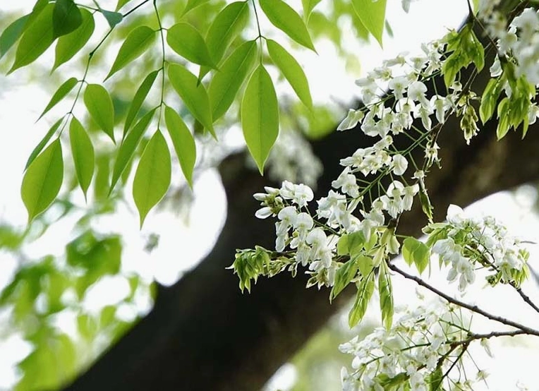 Những chùm hoa sưa trắng phủ kín nhánh cây tạo nên cảm giác bồng bềnh như sương mỏng