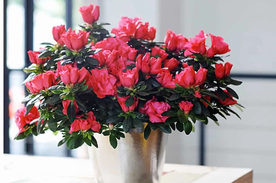 Những cụm Hoa Đỗ Quyên nhiều màu từ đỏ hồng đến tím trắng rực lên dưới ánh sáng dịu