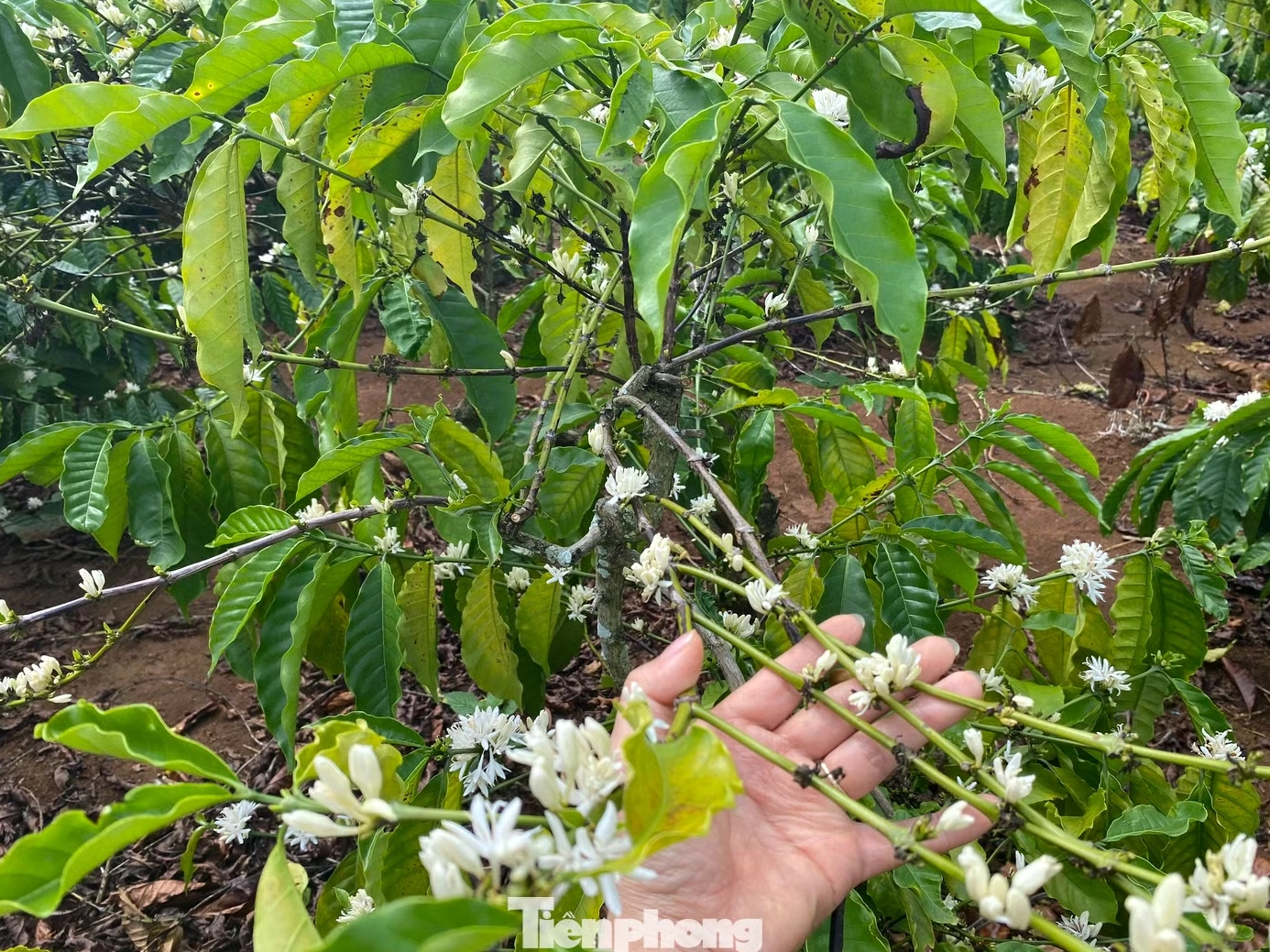 Những cụm hoa trắng nở sớm trong vườn cây, tạo nên bề mặt màu sáng tinh khôi