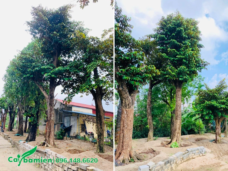 Những hàng Vú Sữa cổ thụ đã được dâm ủ nhiều năm, thân cây ổn định và bộ tán dày đẹp