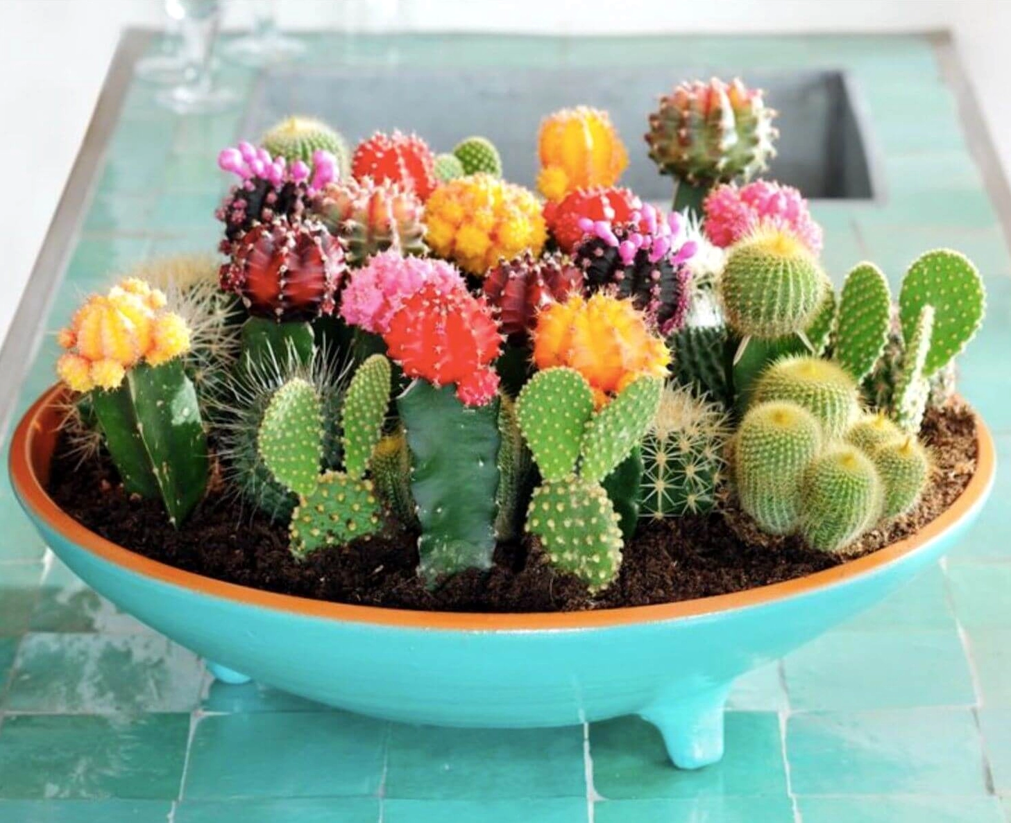 Những loại xương rồng đẹp với hình dáng đa dạng gợi cảm hứng cho người yêu cây mọng nước