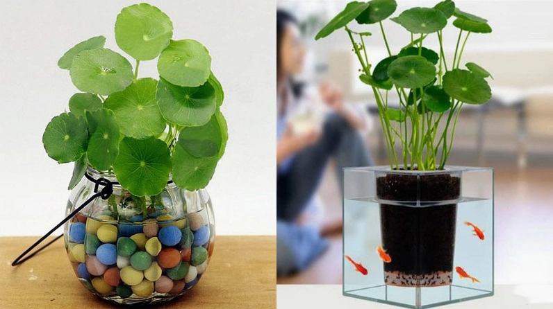 Những lưu ý khi trồng và chăm sóc cây cỏ đồng tiền để hạn chế úng rễ và vàng lá