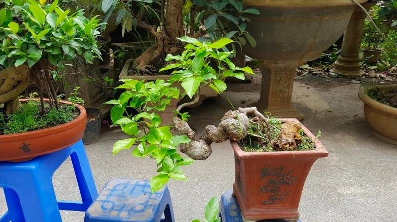 Những lưu ý khi trồng và chăm sóc cây sung bonsai để cây khỏe và giữ vẻ đẹp lâu dài