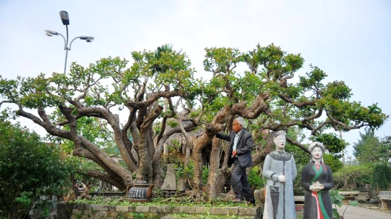 Những lưu ý khi trồng và chăm sóc Cây Trâm qua khung hình sân vườn gọn gàng và cây phát triển ổn định