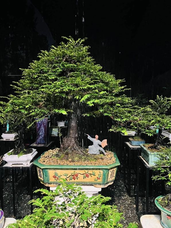 Những mẫu bonsai Cây Tùng Đen được ưa chuộng với dáng cây cân đối và tán lá gọn đẹp