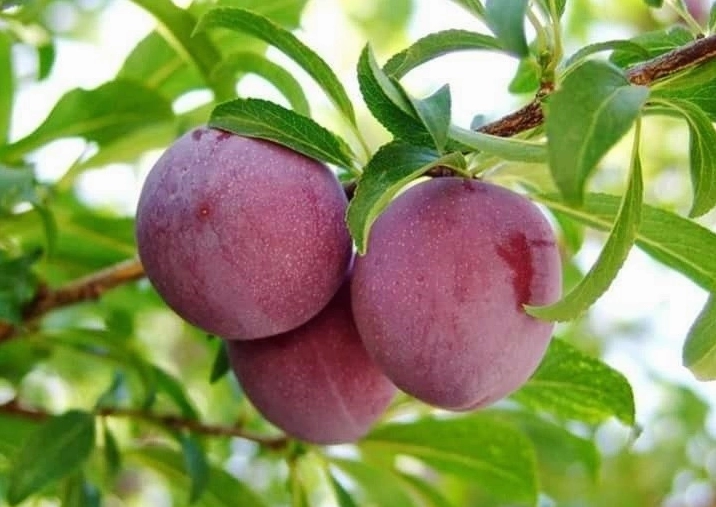 Những quả mận chín đỏ mọng trên cành nổi bật giữa nền lá xanh