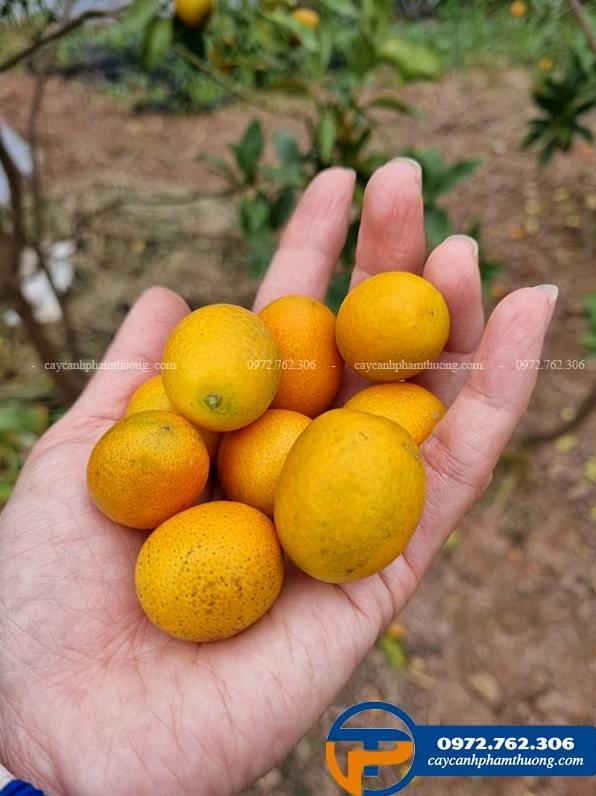 Những quả quất ngọt vàng óng, vỏ căng mịn và mọng sáng gợi cảm giác giòn thơm đầy hấp dẫn