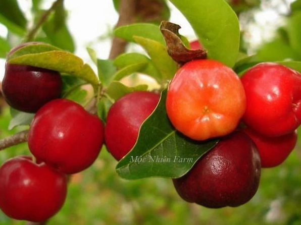 Những quả sơ ri chín tròn nhỏ xinh đậu dày trên cành cây khỏe mạnh