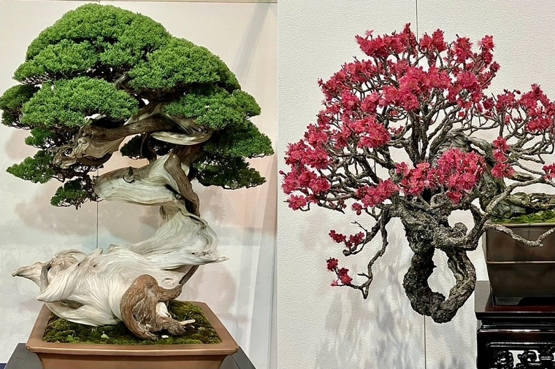 Những tác phẩm bonsai cổ kính thể hiện sự tinh tế trong nghệ thuật nuôi trồng và tạo dáng cây