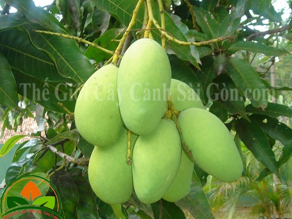 Những trái xoài đẹp mắt có dáng thuôn và màu vỏ hấp dẫn khi chụp gần