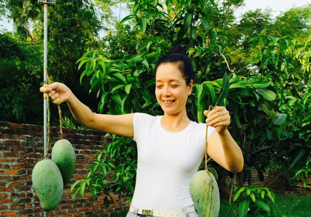 Những trái xoài lớn được hái từ vườn với màu vỏ tươi ngon bắt mắt