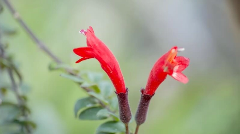 Nụ Hoa son môi chúm chím trên cành xanh báo hiệu khoảnh khắc bung nở sắp tới