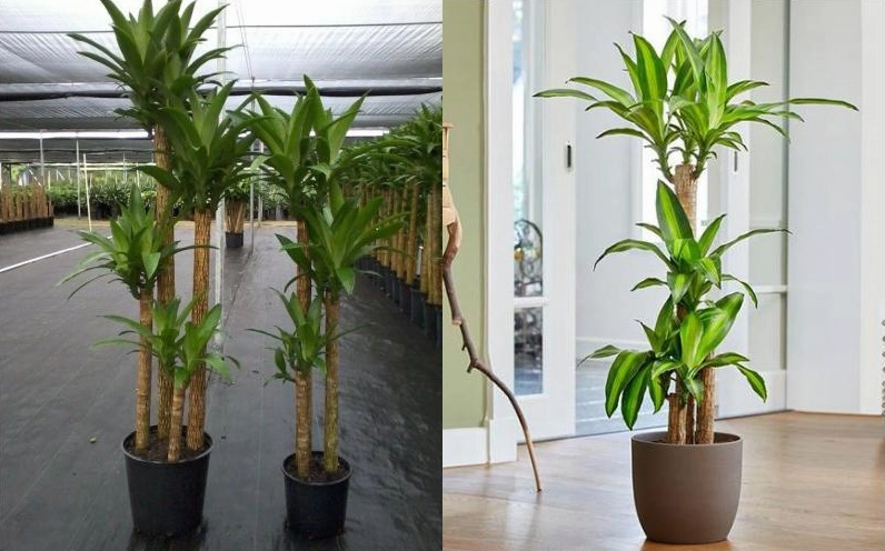 Phiên bản Cây Thiết Mộc Lan dạng nhỏ với tán lá gọn và màu xanh vàng hài hòa thích hợp cho không gian vừa phải