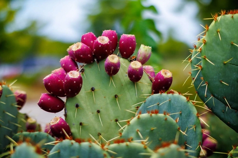 Phiến xương rồng Prickly Pear xanh non xếp lớp với gai nhỏ li ti trên bề mặt