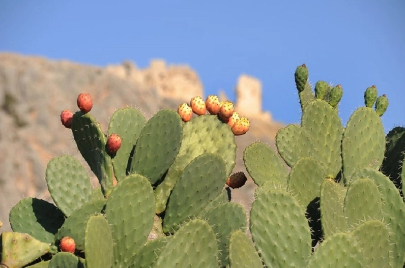 Prickly Pear xanh mướt với phiến thân dẹt phủ gai nhỏ dưới ánh sáng dịu