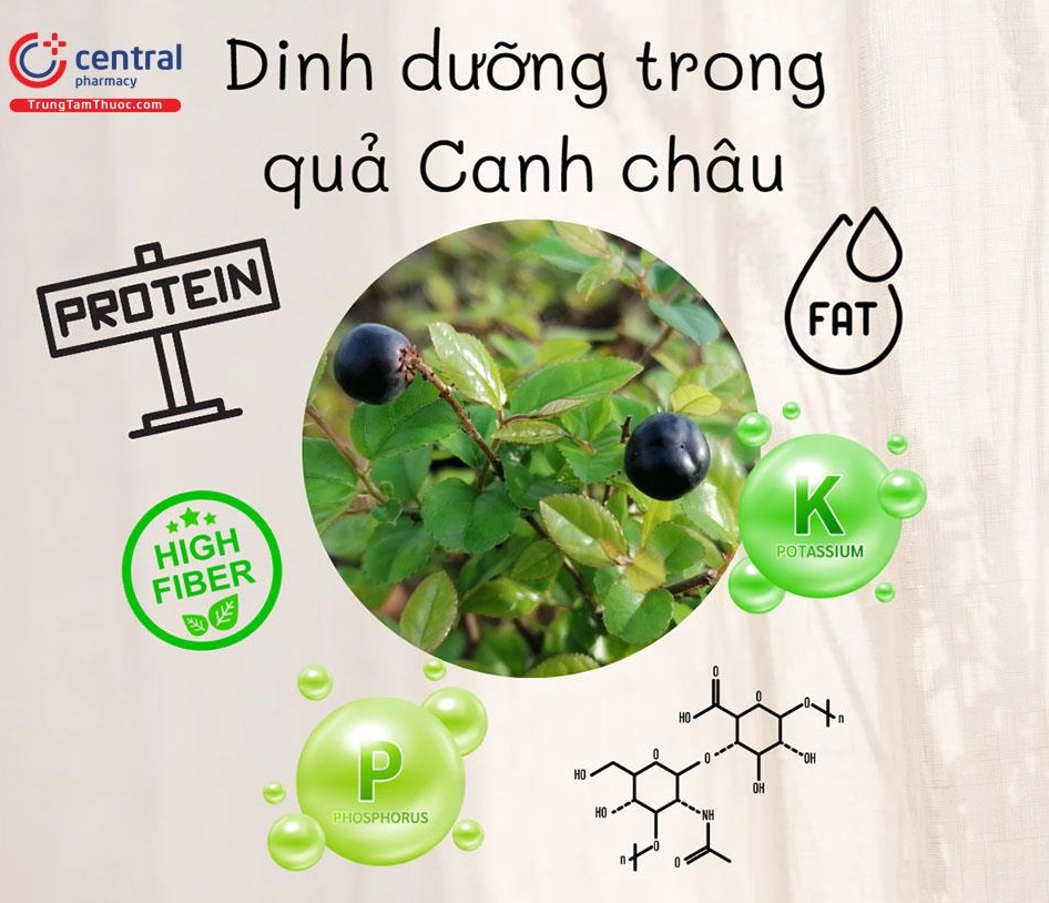 Quả Canh châu nhỏ nổi bật giữa nền lá xanh gợi liên tưởng đến nguồn dinh dưỡng tự nhiên