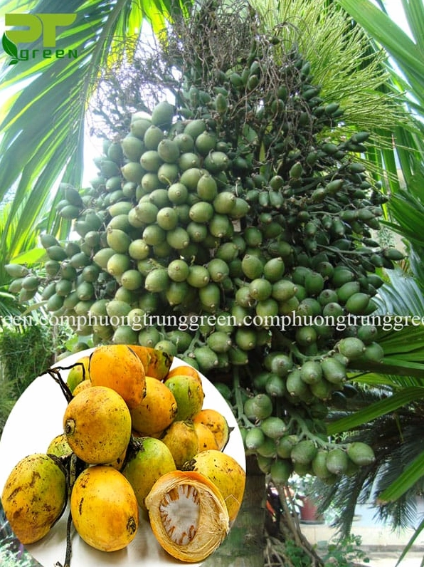 Quả Cây Cau Lùn hình trứng với sắc xanh đến vàng, nổi bật giữa tán lá và thân cau nhỏ gọn