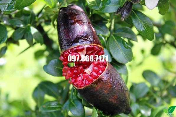 Quả Chanh Ngón Tay dáng thon dài làm tư liệu so sánh với nhóm cây ăn quả lạ