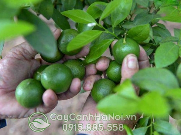 Quả Chanh Tứ Quý căng mọng nổi bật trên nền lá xanh đậm