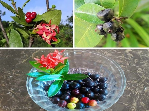 Quả của cây Hoa Bông Trang xuất hiện giữa tán lá cho thấy một chu kỳ sống trọn vẹn