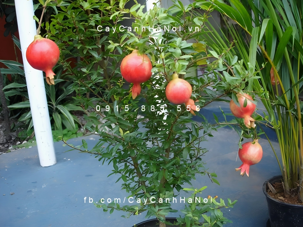 Quả lựu mở nhẹ để lộ những hạt đỏ nhỏ óng ánh tượng trưng cho sự đông vui và viên mãn