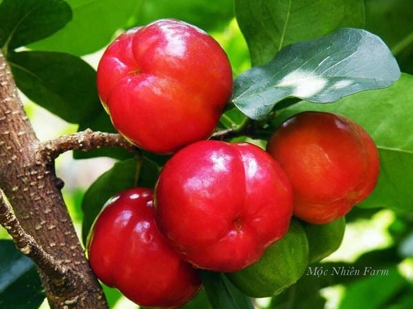 Quả sơ ri đỏ bóng nổi bật trên cành là phần được yêu thích nhất của cây