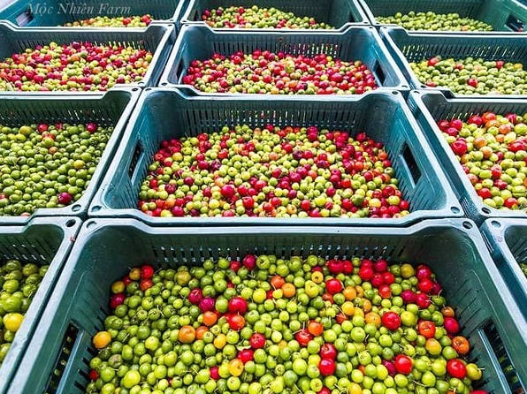 Quả sơ ri phổ biến được bày bán rộng rãi với sắc đỏ tươi bắt mắt