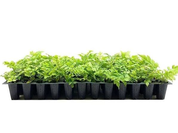 Quá trình nhân giống cây hoa Rạng đông từ cành khỏe