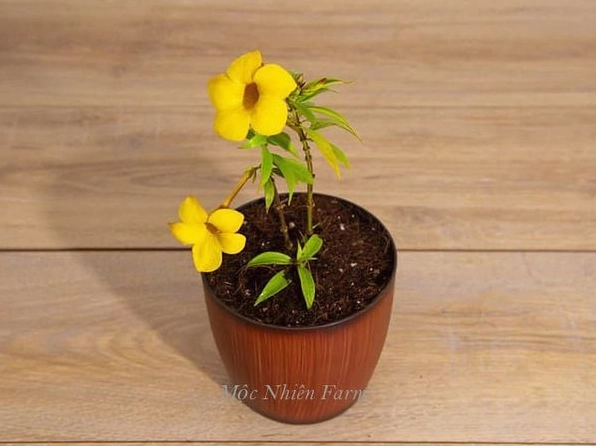 Quá trình nhân giống cây huỳnh anh với cành giống khỏe để tạo cây con mới