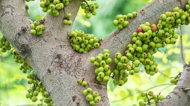 Quy trình chăm sóc cây sung bonsai giúp tán lá xanh dày và thế cây ổn định