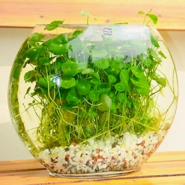 Rau má kiểng cỏ đồng tiền thủy canh với lá tròn đều và sắc xanh mát nổi bật trong chậu kính