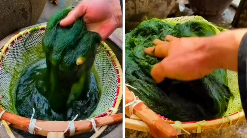 Rêu Đá được sơ chế thành từng bó xanh mềm sau khi rửa sạch cát suối
