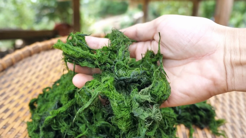 Rêu đá Tây Bắc xanh mướt được giới thiệu như đặc sản gắn với suối nguồn trong lành