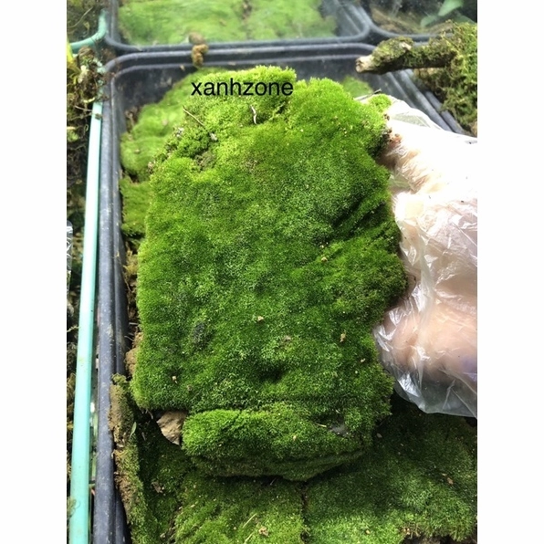 Rêu nhung đắp bonsai màu xanh mướt được gom thành mảng tự nhiên để trang trí mặt chậu