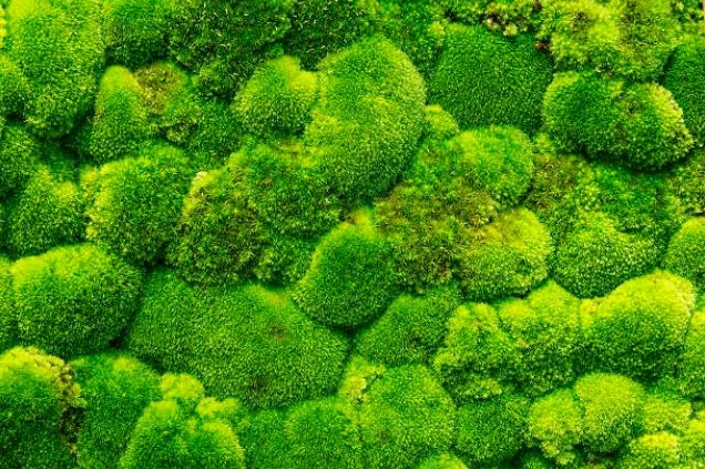 Rêu nhung được ưa chuộng nhờ màu xanh mịn và khả năng trang trí tiểu cảnh tự nhiên