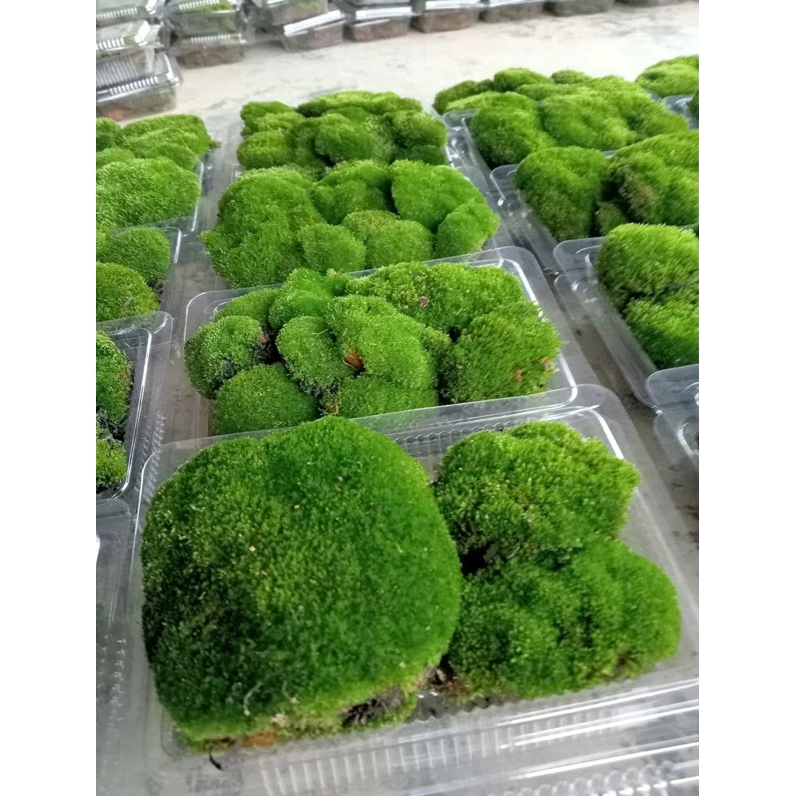 Rêu nhung mịn trải thành mảng thấp thích hợp phủ nền chậu cây và bố cục bonsai mini
