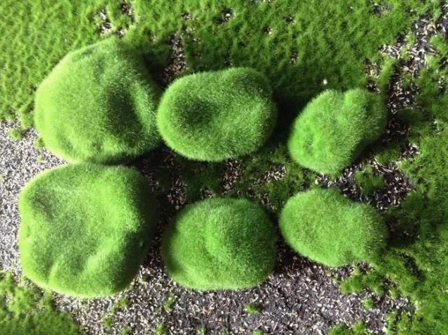 Rêu nhung Nhật Bản màu xanh tươi có vẻ đẹp tinh tế phù hợp phong cách terrarium tối giản