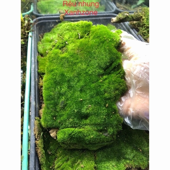 Rêu nhung và rêu đắp bonsai dùng trong tiểu cảnh với màu xanh mềm tự nhiên