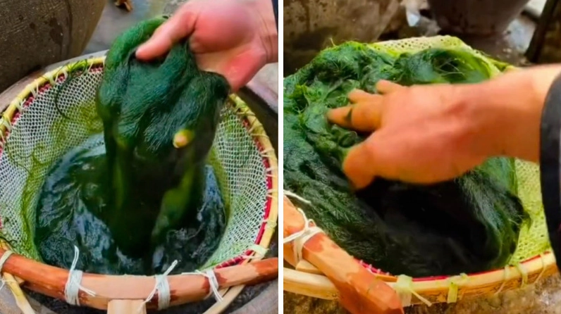 Rêu Núi được sơ chế để loại bỏ cát sạn và giữ lại sắc xanh tự nhiên